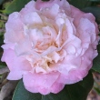 Mary Charlotte